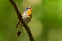 Lejsek maly - Ficedula parva - Red-breasted Flycatcher 8253